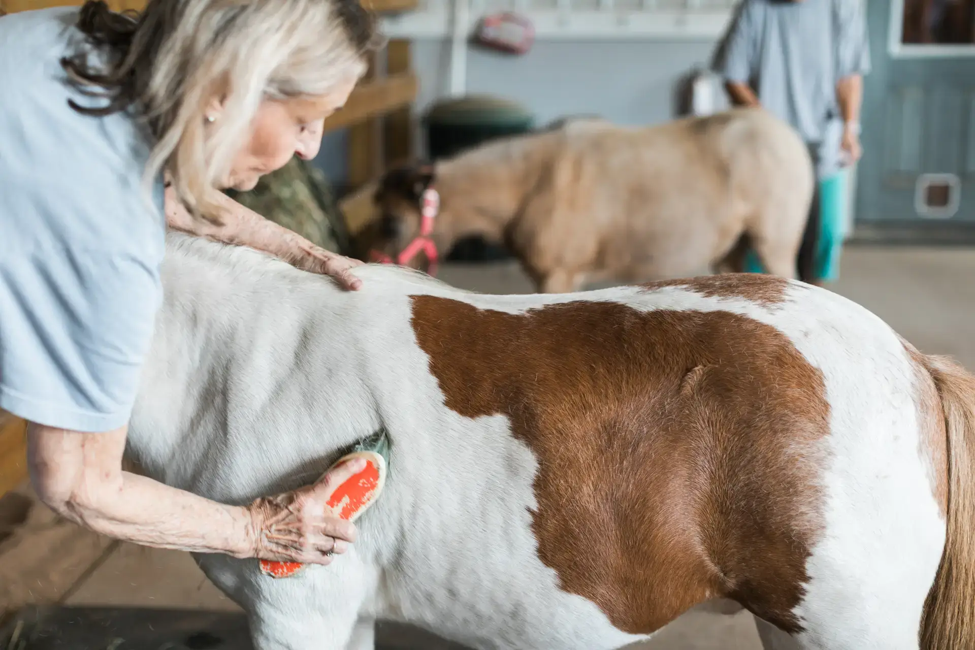 Senior woman with gray hair gently brushes a white and brown pony with a red brush, highlighting active aging and animal bonding.